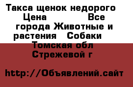 Такса щенок недорого › Цена ­ 15 000 - Все города Животные и растения » Собаки   . Томская обл.,Стрежевой г.